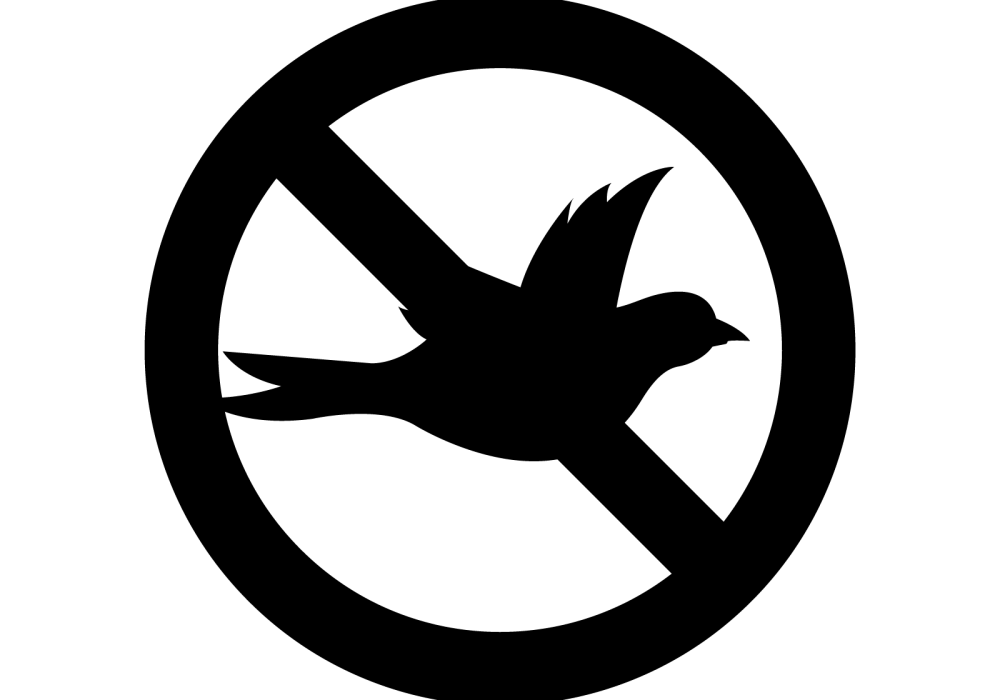 bird-01